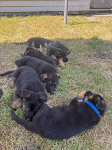 German Shepherd puppies from the Jora × Aurum litter (May 2026), resting together on the grass, Metro K9 Academy, Bernardsville NJ