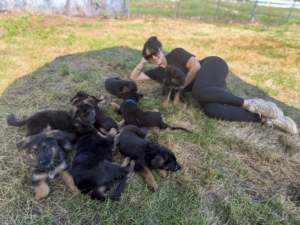 German Shepherd puppies from the Jora × Aurum litter (May 2026), playing in the grass with a trainer, Metro K9 Academy, Bernardsville NJ