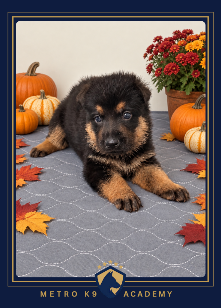 Black and tan female European German Shepherd puppy from the Sissi × Luca litter, lying down, Metro K9 Academy NJ