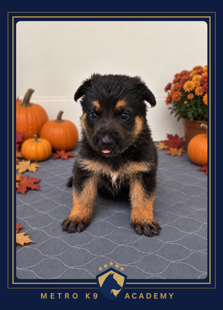 Black and tan male European German Shepherd puppy from the Sissi × Luca litter, sitting with his tongue out, Metro K9 Academy NJ