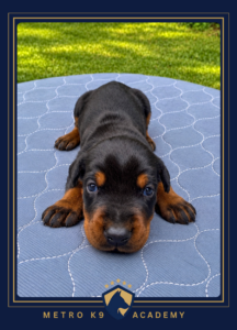 Black and tan female European Doberman puppy from the Rayna × Kayto litter (born August 2026), lying on a blanket outdoors, Metro K9 Academy, Bernardsville NJ