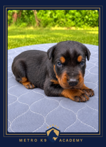 Black and tan female European Doberman puppy from the Rayna × Kayto litter (born August 2026), lying on a blanket outdoors, Metro K9 Academy, Bernardsville NJ