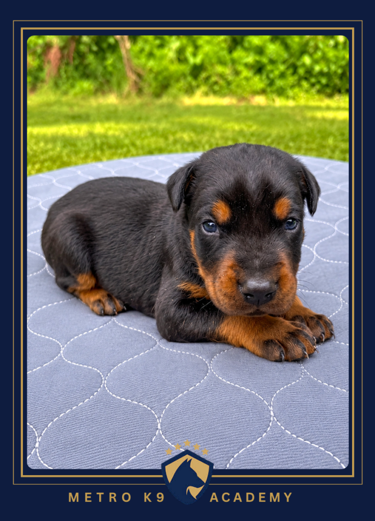 Black and tan female European Doberman puppy from the Rayna × Kayto litter (born August 2026), lying on a blanket outdoors, Metro K9 Academy, Bernardsville NJ