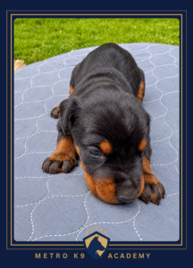 Black and tan female European Doberman puppy from the Rayna × Kayto litter (born August 2026), lying on a blanket outdoors, Metro K9 Academy, Bernardsville NJ