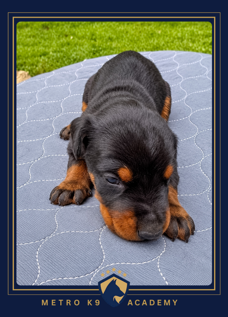 Black and tan female European Doberman puppy from the Rayna × Kayto litter (born August 2026), lying on a blanket outdoors, Metro K9 Academy, Bernardsville NJ