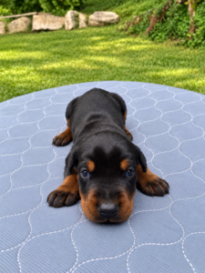 Black and tan European Doberman puppy from the Rayna × Kayto litter (born August 2026), lying on a blanket outdoors, Metro K9 Academy, Bernardsville NJ