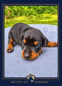 Black and tan male European Doberman puppy from the Rayna × Kayto litter (born August 2026), lying on a blanket outdoors, Metro K9 Academy, Bernardsville NJ