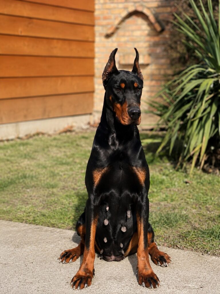 Black and rust European Doberman sitting in the yard at Metro K9 Academy, NJ