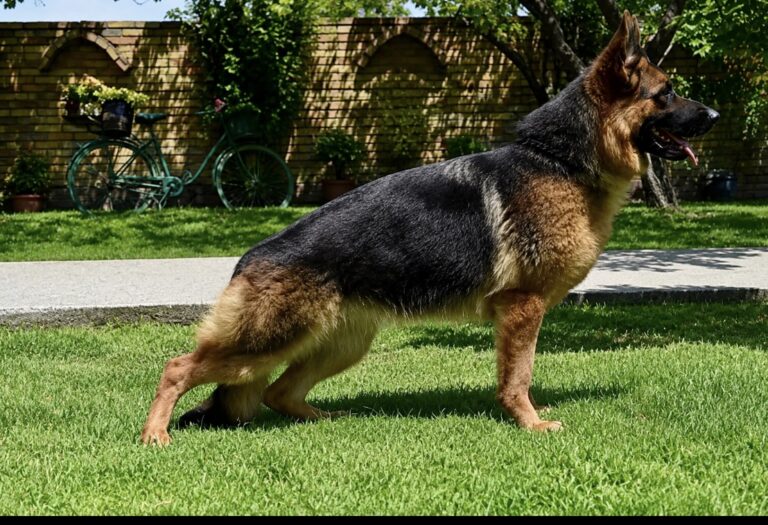 German Shepherd lying down on the grass at Metro K9 Academy, NJ