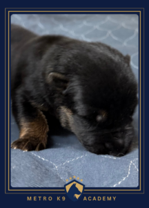 Newborn female German Shepherd puppy from the Ricky × Aurum litter (born August 2026), Metro K9 Academy, Bernardsville NJ