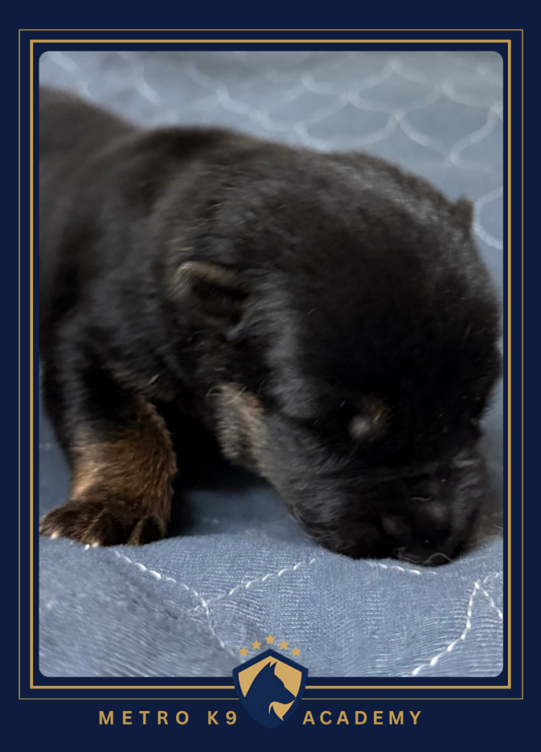 Newborn female German Shepherd puppy from the Ricky × Aurum litter (born August 2026), Metro K9 Academy, Bernardsville NJ