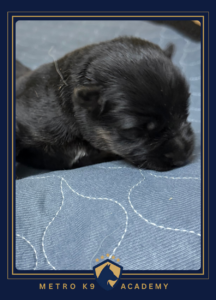 Newborn female German Shepherd puppy from the Ricky × Aurum litter (born August 2026), Metro K9 Academy, Bernardsville NJ