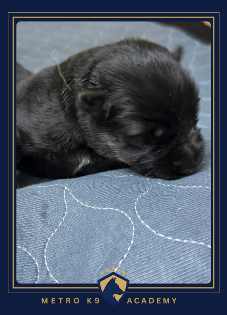 Newborn female German Shepherd puppy from the Ricky × Aurum litter (born August 2026), Metro K9 Academy, Bernardsville NJ