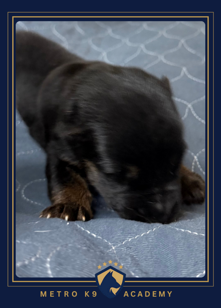 Newborn male German Shepherd puppy from the Ricky × Aurum litter (born August 2026), Metro K9 Academy, Bernardsville NJ