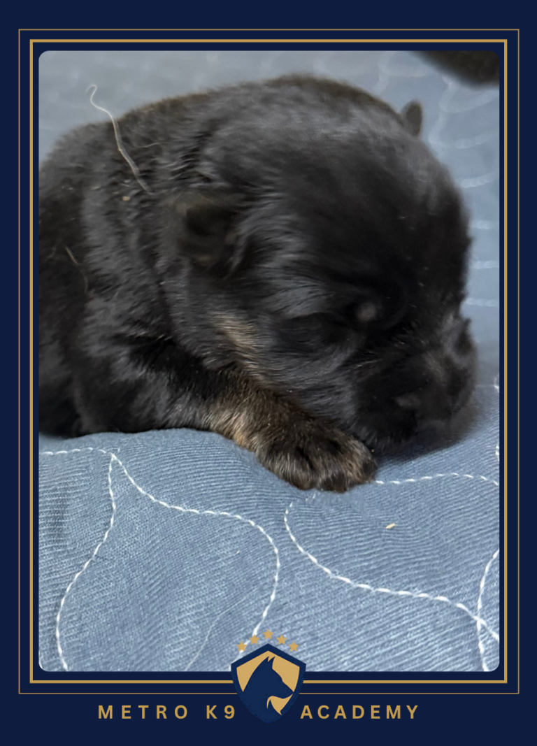 Newborn male German Shepherd puppy from the Ricky × Aurum litter (born August 2026), Metro K9 Academy, Bernardsville NJ