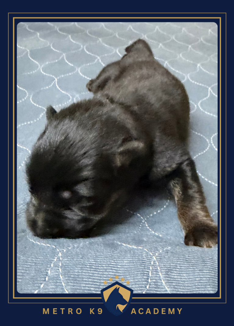 Newborn male German Shepherd puppy from the Ricky × Aurum litter (born August 2026), Metro K9 Academy, Bernardsville NJ