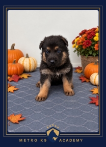 Black and tan male German Shepherd puppy from the Sissi × Luca litter (born August 2026), sitting and looking at the camera, Metro K9 Academy, Bernardsville NJ
