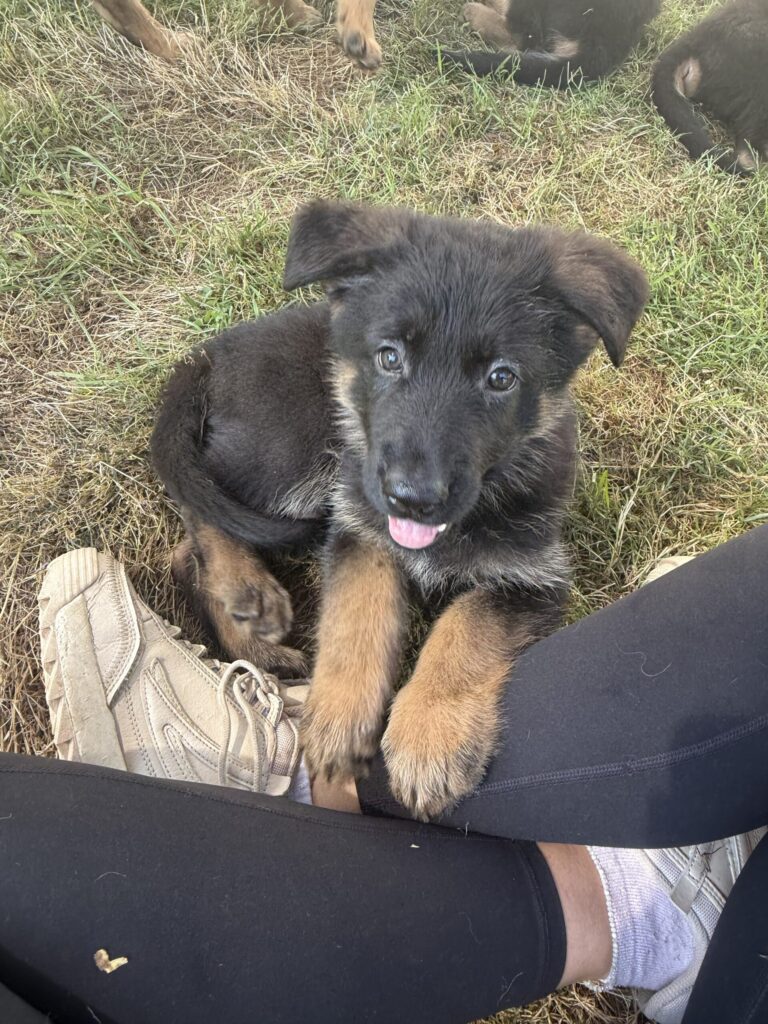 German Shepherd puppy relaxing in a lap on the grass during early socialization at Metro K9 Academy, NJ