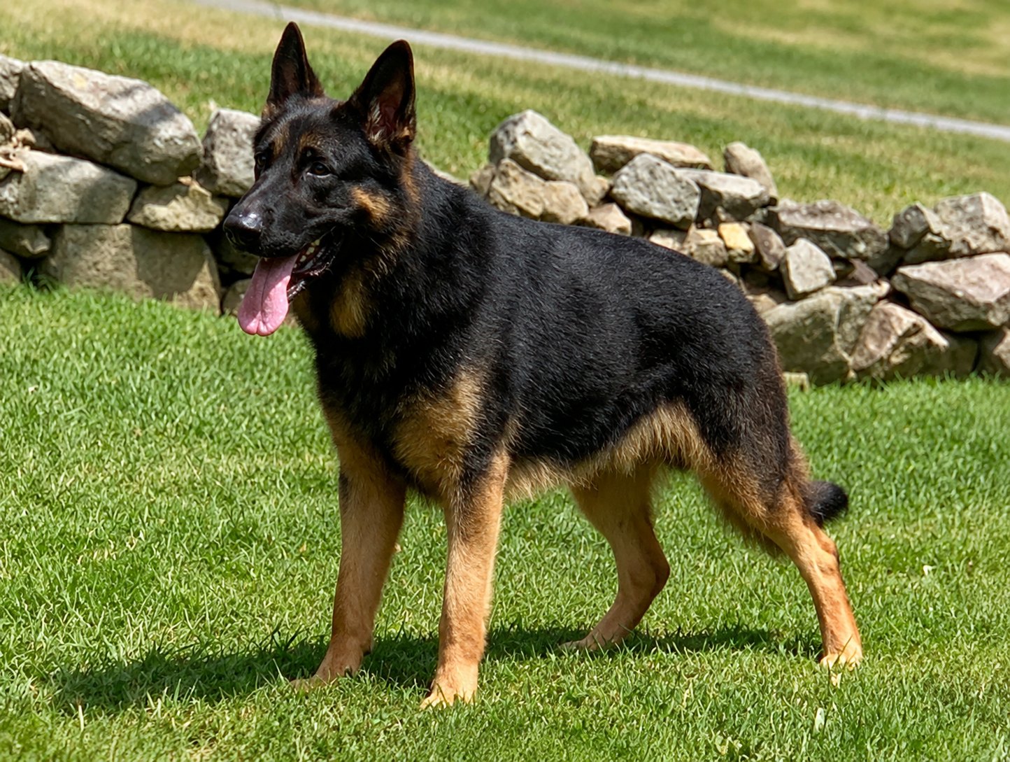 Black and red German Shepherd standing in front of a stone wall at Metro K9 Academy, Bernardsville NJ