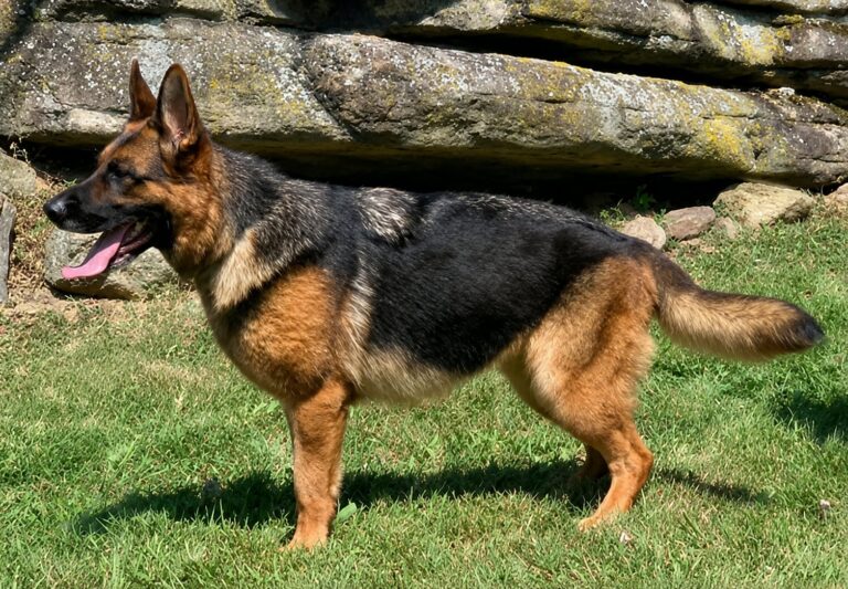 Jora vom Mittelwest, black and red German Shepherd breeding female, standing on the grass at Metro K9 Academy, Bernardsville NJ