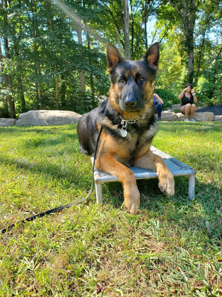 Loki, a German Shepherd, after dog training at Metro K9 Academy in NJ