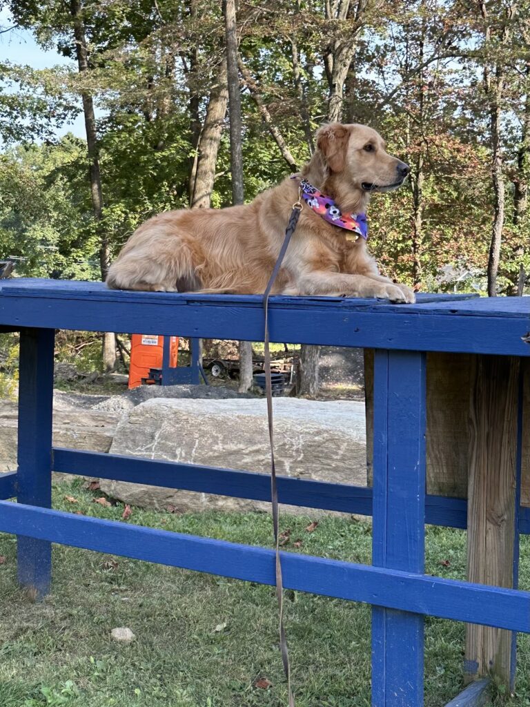 Groot, a golden retriever, after dog training at Metro K9 Academy in NJ