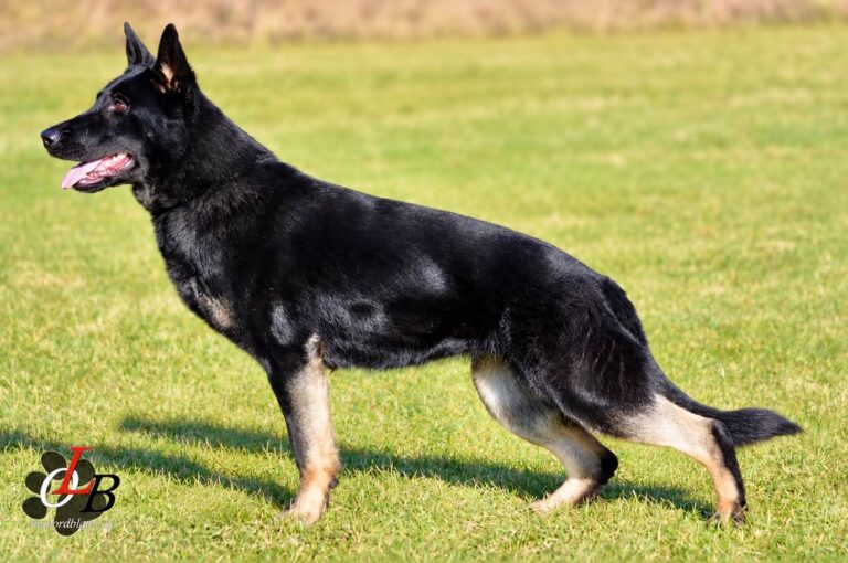 Xia von Pedor-Stok (Sissi), bi-color German Shepherd female standing in a field